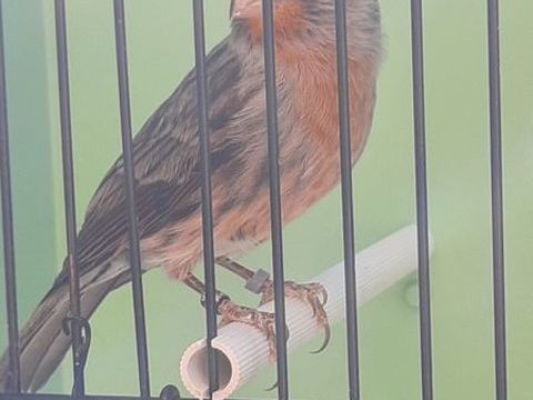 Canari noir/rouge 2025 30 83390 Pierrefeu-du-var