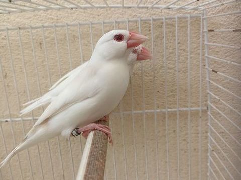 PADDAS DE JAVA MUTATIONS 25 31100 Toulouse