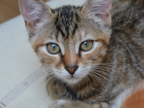 Seitan 230 44000 Nantes