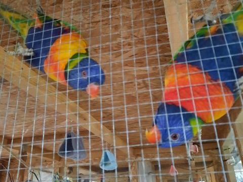 Magnifique couple de loriquets de swainson  500 03500 Cesset