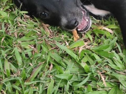 Belko, mâle X berger, né le 26/09/2025 &#128054; 300 54000 Nancy