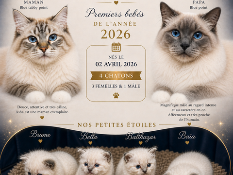  4 chatons Sacr&eacute; de Birmanie LOOF &agrave; r&eacute;server  1100 27350 Brestot