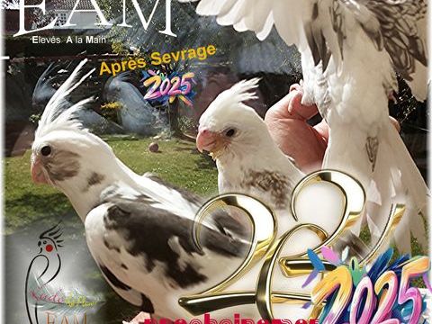 Grandes perruches EAM Calopsittes 125 62730 Marck