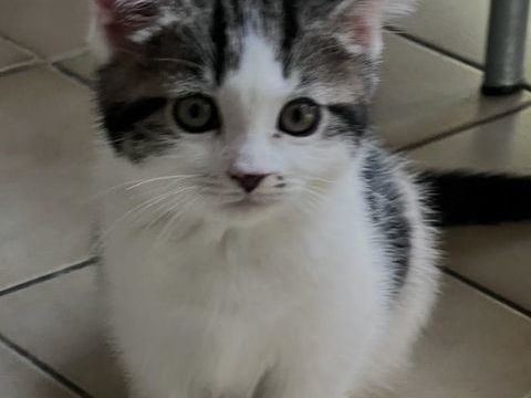 2 mâles et trois femmes chatons gentils 100 91000 vry