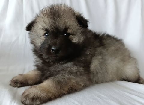 Magnifiques chiots spitz loup 900 59253 La gorgue