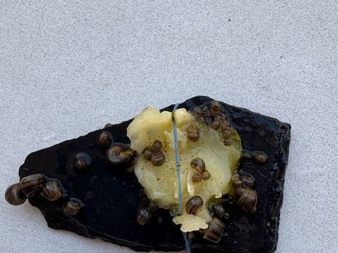 Escargots aquarium 2 13014 Marseille