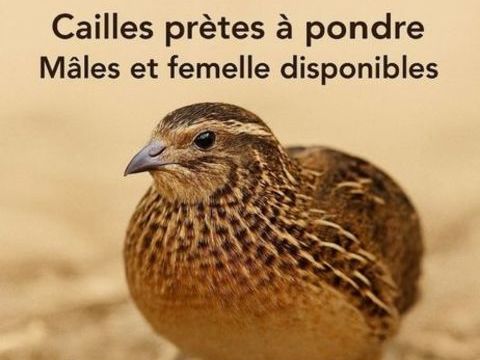 Cailles 5 03470 Montay-sur-loire