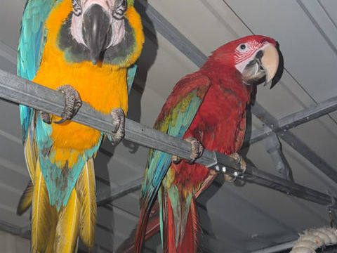 Couple ara ararauna et chloroptere 3000 14000 Caen