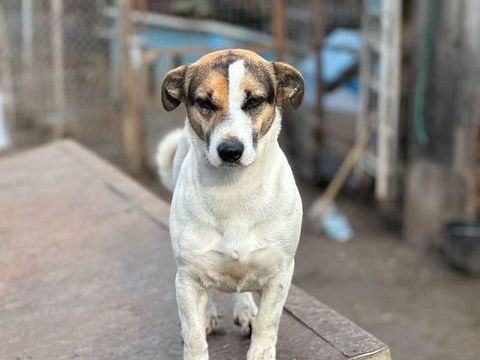 MIRA 300 27620 Gasny