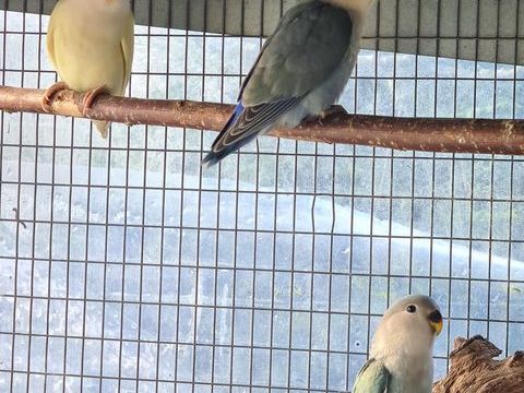 Ins&eacute;parable roseicolis &agrave; Caudrot 33 30 33490 Caudrot