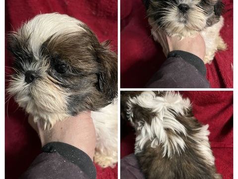 Magnifiques chiots shih tzu  LOF 1200 58350 Nannay