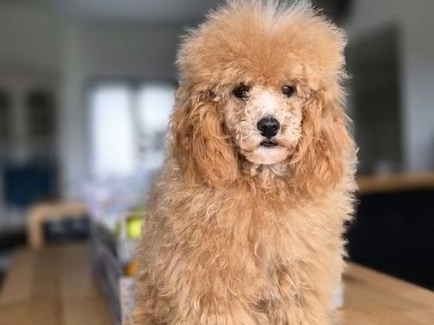 M&acirc;le caniche adulte toy fauve rouge 2000 86430 Luchapt