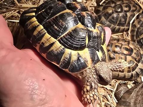 Tortue 150 69290 Craponne