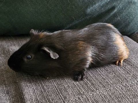 &Agrave; donner ? Cochon d'Inde m&acirc;le de 6/7 mois ? Noirot ???
0 45000 Orl�ans