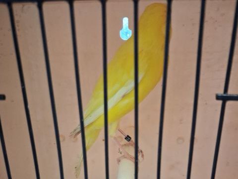 canaris 30 59169 Cantin