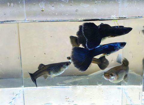 Guppy Moscow Blue (couples, alevins) 8 78630 Orgeval
