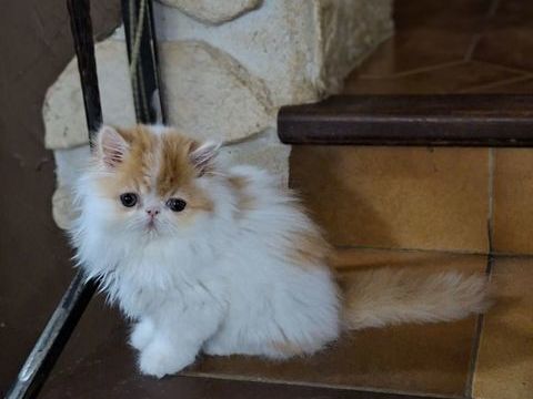 CHATONS PERSAN 1200 30340 Rousson