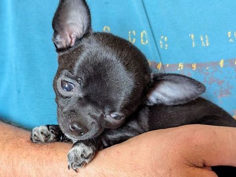 Adorables chiots Chihuahua 700 12390 Goutrens