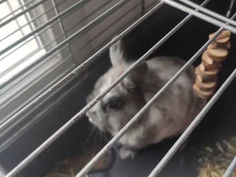 Lapin angora gris clair. 65 93190 Livry-gargan