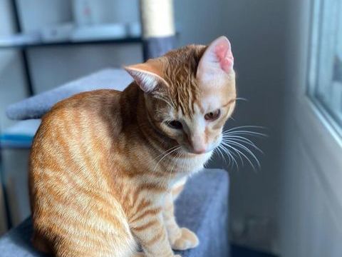 KURAMA 250 92290 Chtenay-malabry