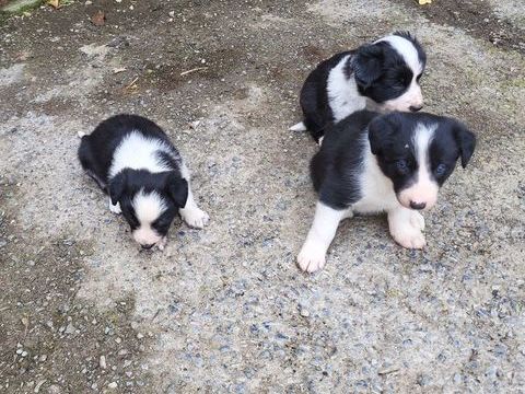 Chiots border Collie 0 81330 Lacaze