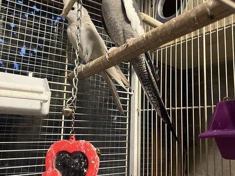 Calopsite m&acirc;le est femelle 100 93600 Aulnay-sous-bois