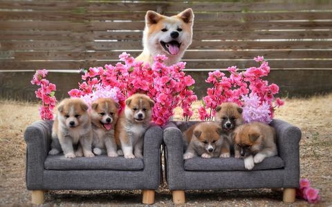 Chiots AKITA INU LOF 1600 44450 La chapelle-basse-mer