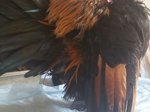 AYAM MALAY SERAMA 60 13009 Marseille