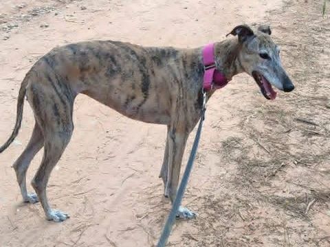 Kenia, galga bring&eacute;e tr&egrave;s c&acirc;line 195 24140 Douville