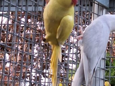 Perruche collier mâle 2025 80 44550 Montoir-de-bretagne