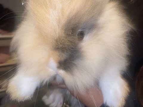 b&eacute;b&eacute; lapin nain angora 20 62800 Li�vin