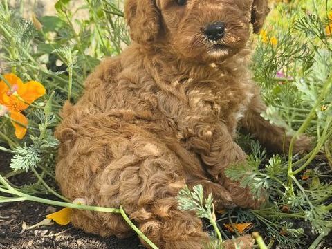 Caniche nain 950 22260 Saint-clet
