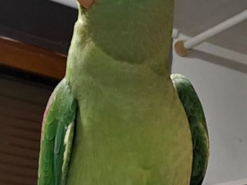 Grand Alexandre femelle eam &acirc;g&eacute; 2 ans 350 60550 Verneuil-en-halatte