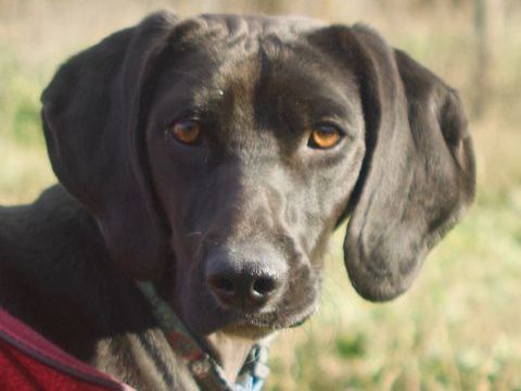 VICKIE, 1 an type labrador 200 34500 Bziers