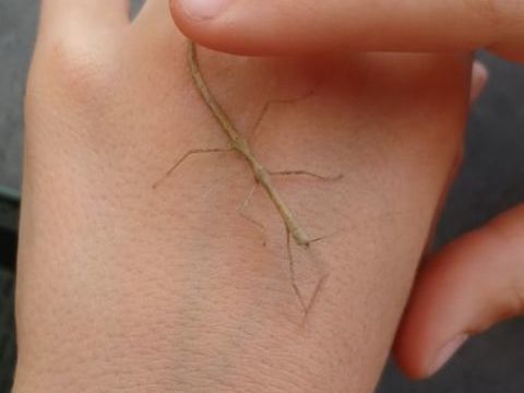 Phasme bâton 5 53240 Alexain