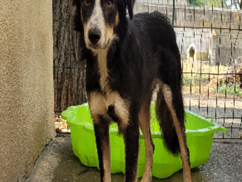 BRIEUX, berger australien, 1 an 220 34500 Béziers