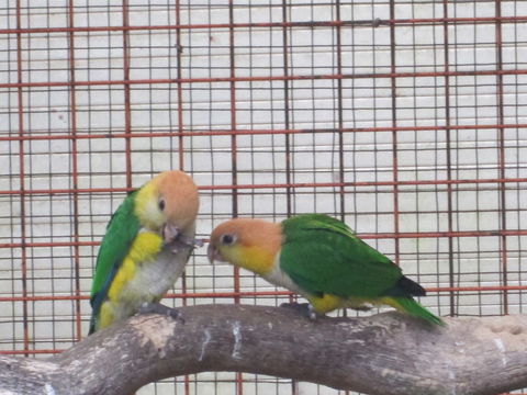 caique tete orange 300 35000 Rennes