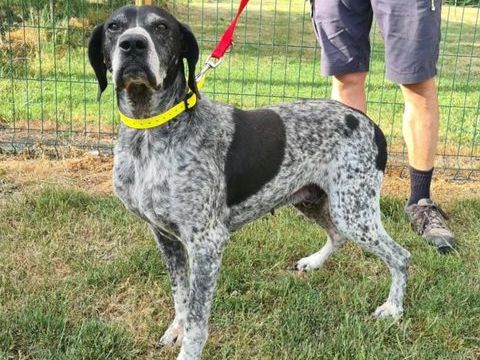 RAMBO gentil papy &agrave; adopter 100 24600 Rib�rac