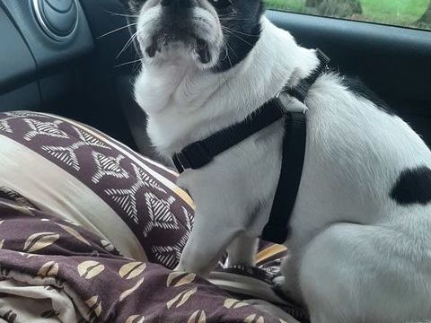 Je donne petit chien 0 56220 Malansac