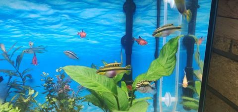 &Eacute;change femmelle pelmato contre crevettes neocaradina bleu 0 33700 M�rignac