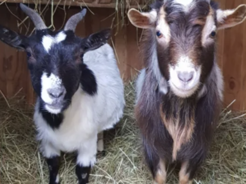 Chèvres
0 86580 Biard