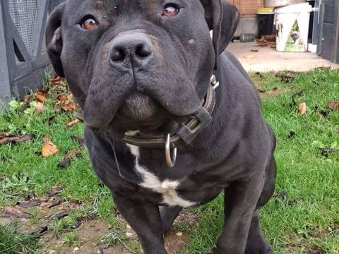 Tyger, adorable chien à la recherche de sa nouvelle famille &#129653; 200 38160 Saint-marcellin