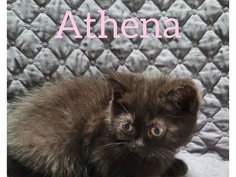 Chaton british shorthair  1100 59230 Saint-amand-les-eaux