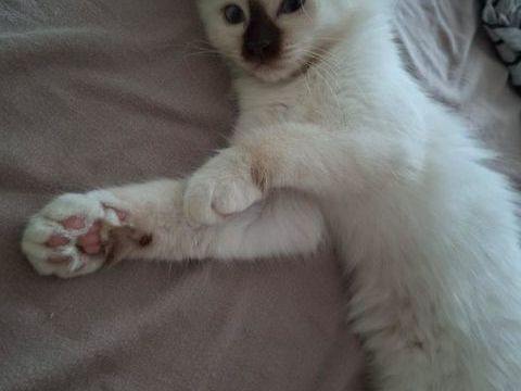 chaton m&acirc;le sacr&eacute;e de birmanie 1200 44540 Saint-mars-la-jaille