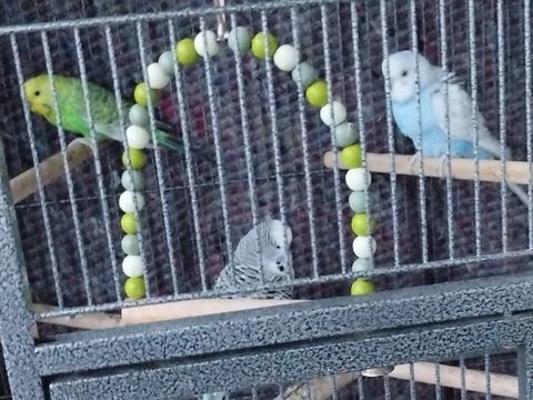 Perruche ondul&eacute; 20 93330 Neuilly-sur-marne