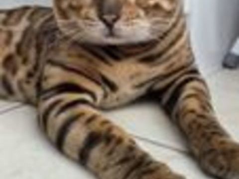   Chat bengal 18 mois entier 