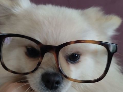 spitz pom&eacute;ranien blanc de 3 ans 600 69110 Sainte-foy-l�s-lyon