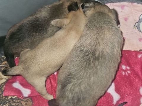 chihuahua 0 12850 Onet-le-château