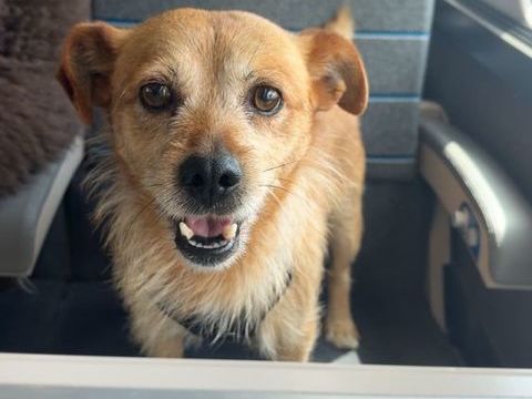 Chien adorable a donner 0 91210 Draveil