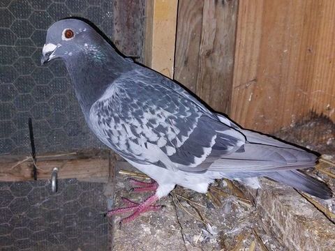Pigeon voyageur mâle 20 86500 Montmorillon